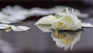 Suda beyaz gül ve taç yaprakları. Aromaterapi ve spa konsepti
