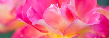 Botanik konsepti, davetiye kartı yumuşak odak noktası, soyut çiçek arkaplanı, pembe sarı gül çiçeği. Tatil markası tasarımı için Macro çiçek arkaplanı