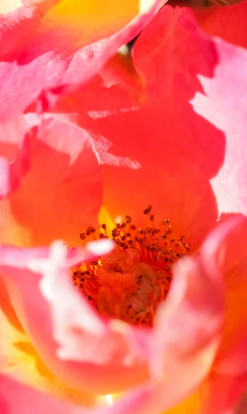 Ботанічна Концепція Запрошення Який Фокус Абстрактний Квітковий Фон Червона Жовта — стокове фото