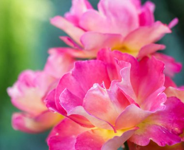 Botanik konsepti, davetiye kartı yumuşak odak noktası, soyut çiçek arkaplanı, pembe sarı gül çiçeği. Tatil markası tasarımı için Macro çiçek arkaplanı