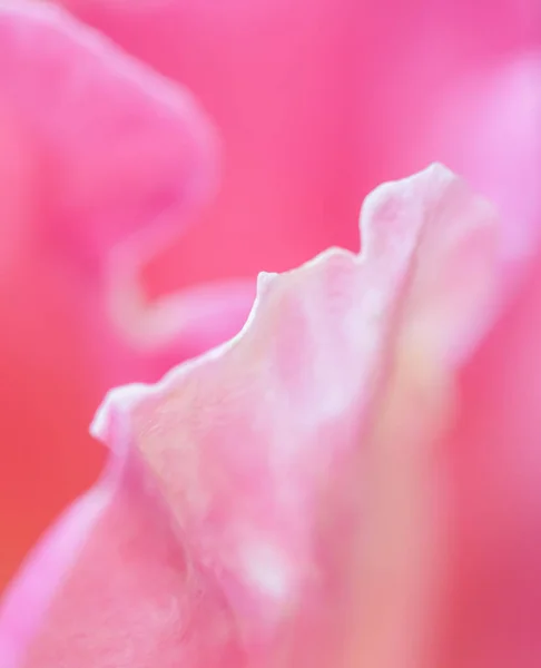 Ботанічна Концепція Запрошення Який Фокус Абстрактний Квітковий Фон Рожево Жовта — стокове фото