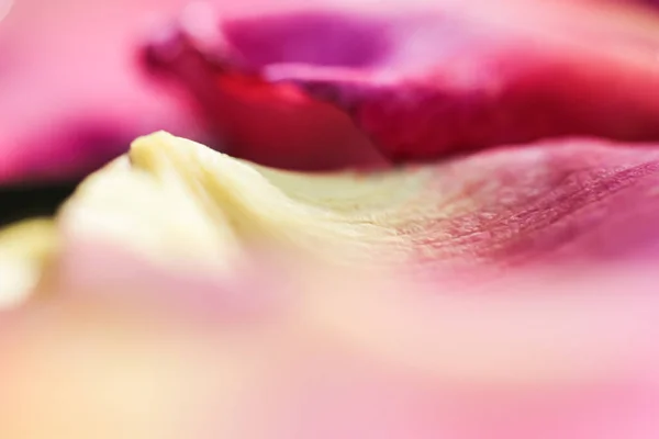 Pétalas Rosa Amarelas Vermelhas Água Conceito Aromaterapia Spa Fundo Floral — Fotografia de Stock