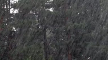 Yazın çam ormanında sağanak yağış var. Sesle.