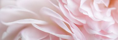 Botanik konsepti, düğün davetiyesi yumuşak odak noktası, soyut çiçek arkaplanı, soluk pembe gül yaprakları. Tatil markası tasarımı için Macro çiçek arkaplanı