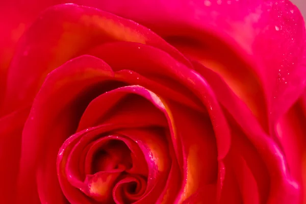 植物のコンセプト 招待状 ソフトフォーカス 抽象的な花の背景 赤いバラの花 休日のブランドデザインのためのマクロ花の背景 — ストック写真