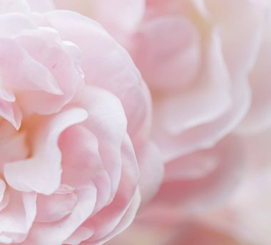 Botanik konsepti, düğün davetiyesi yumuşak odak noktası, soyut çiçek arkaplanı, soluk pembe gül yaprakları. Tatil markası tasarımı için Macro çiçek arkaplanı