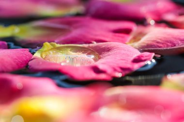 Suda kırmızı sarı gül yaprakları. Aromaterapi ve spa konsepti. Çiçek arka planı