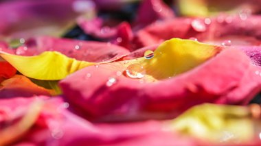 Suda kırmızı sarı gül yaprakları. Aromaterapi ve spa konsepti. Çiçek arka planı