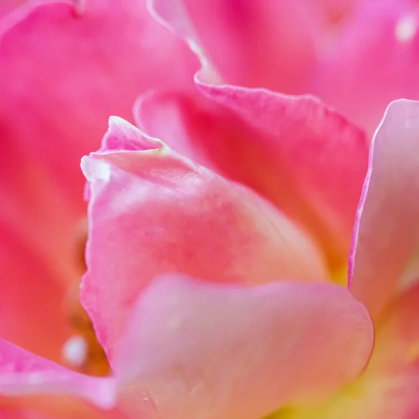 植物学概念 邀请卡 软焦点 抽象的花卉背景 粉红色的黄色玫瑰花 度假品牌设计的宏观花卉背景 — 图库照片