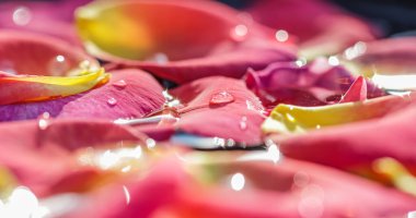 Suda kırmızı sarı gül yaprakları. Aromaterapi ve spa konsepti. Çiçek arka planı