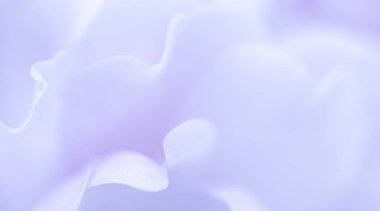 Botanik konsepti, düğün davetiyesi yumuşak odak noktası, soyut çiçek arkaplanı, mor gül çiçeği. Tatil markası tasarımı için Macro çiçek arkaplanı