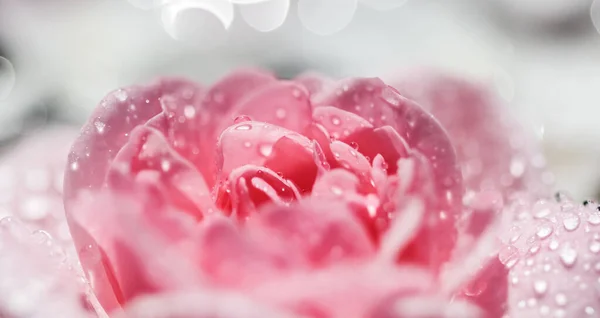 Rosa Fiori Rosa Petali Bianchi Con Gocce Sfondo Chiaro Sfocatura — Foto Stock