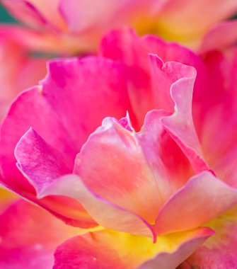 Botanik konsepti, davetiye kartı yumuşak odak noktası, soyut çiçek arkaplanı, pembe sarı gül çiçeği. Tatil markası tasarımı için Macro çiçek arkaplanı