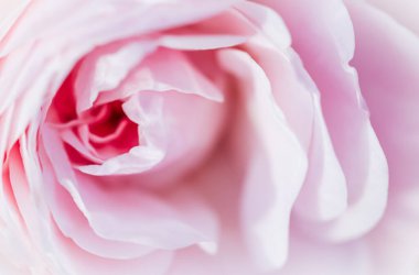 Botanik konsepti, düğün davetiyesi yumuşak odak noktası, soyut çiçek arkaplanı, pembe gül çiçeği. Tatil tasarımı için makro çiçek arkaplanı