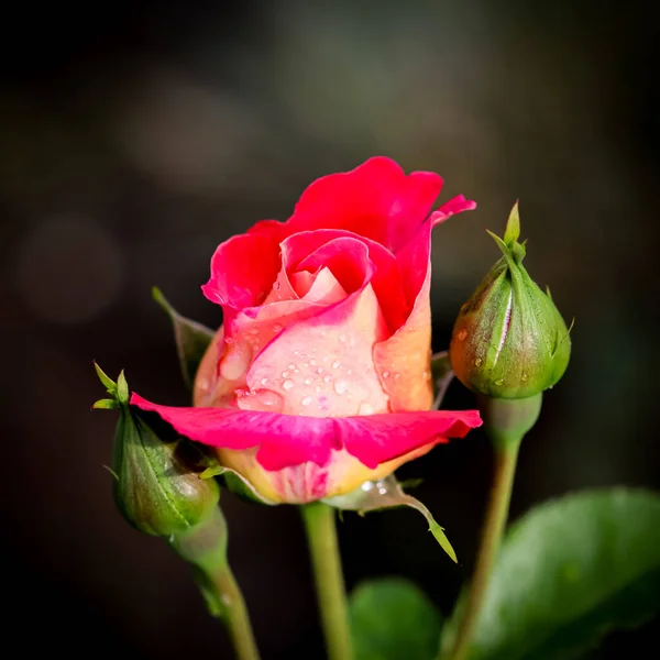 Hermosa Rosa Roja Con Gotas Rocío Jardín Día Soleado Ideal — Foto de Stock