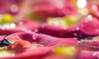 Üzerinde su damlaları olan kırmızı sarı gül yaprakları. Aromaterapi ve spa konsepti. Bulanık çiçekli doğal arkaplan