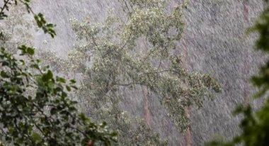 Bahçede yaz aylarında bir elma ağacı ve çam ormanının arka planında sağanak yağmur var..
