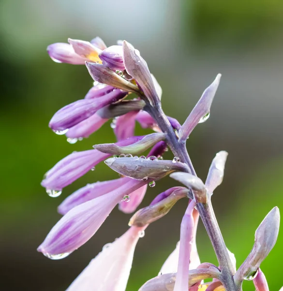 Purple hosta flower petals with drops of water after rain.