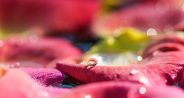 Üzerinde su damlaları olan kırmızı sarı gül yaprakları. Aromaterapi ve spa konsepti. Bulanık çiçekli doğal arkaplan