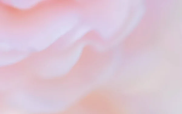 Botanisches Konzept Hochzeitseinladungskarte Weicher Fokus Abstrakter Floraler Hintergrund Rosa Rosenblütenblätter — Stockfoto