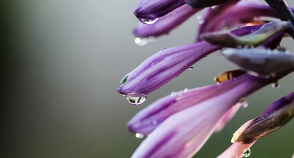 Pétales Fleurs Hosta Pourpres Avec Gouttes Eau Après Pluie — Photo