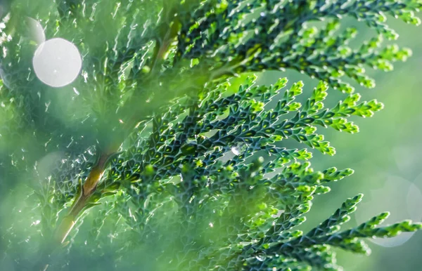 Κοντινό Πλάνο Μπλε Φύλλα Αειθαλούς Κωνοφόρου Δένδρου Lawson Cypress Chamaecyparis — Φωτογραφία Αρχείου