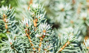 Dekoratif yeşil kozalaklı yapraklar Kanada ladin ağacı Picea glauca yağmurdan sonra bir damla suyla birlikte. Doğal arkaplan