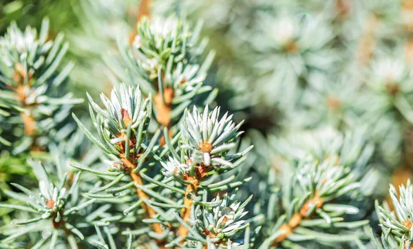Closeup Green Leaves Decorative Evergreen Coniferous Tree Canadian Spruce Picea — Stock Photo, Image