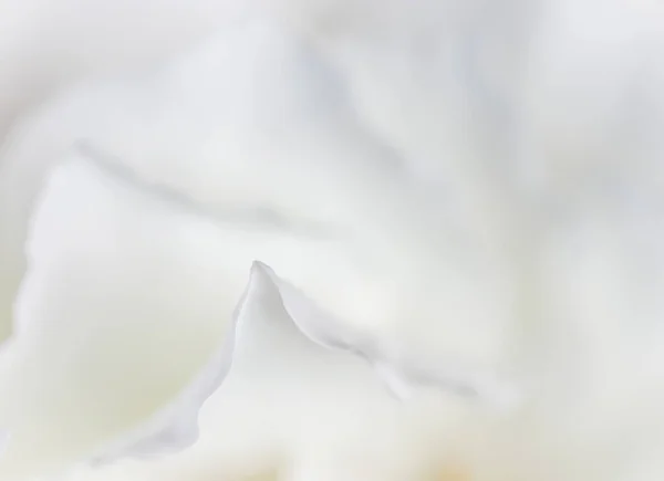 Absztrakt Virágos Háttér Fehér Rózsaszirmok Makró Virágok Háttér Ünnep Design — Stock Fotó