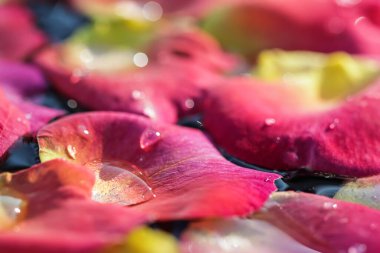 Üzerinde su damlaları olan kırmızı sarı gül yaprakları. Aromaterapi ve spa konsepti. Bulanık çiçekli doğal arkaplan