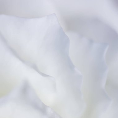 Soyut çiçek arkaplanı, beyaz gül yaprakları. Tatil tasarımı için Macro çiçek arkaplanı. Yumuşak odak.