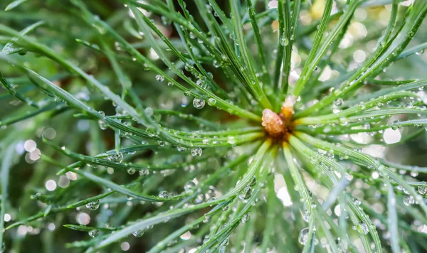 Primer Plano Hojas Pino Verde Con Gotas Agua Después Lluvia — Foto de Stock