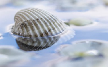 Yansımalı beyaz deniz kabuğu.