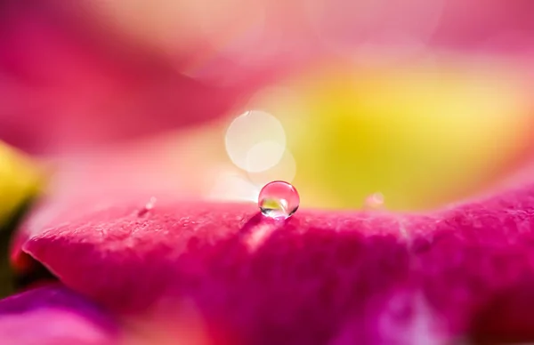 Red yellow rose petals with drops of water. Aromatherapy and spa concept. Blurred floral natural background
