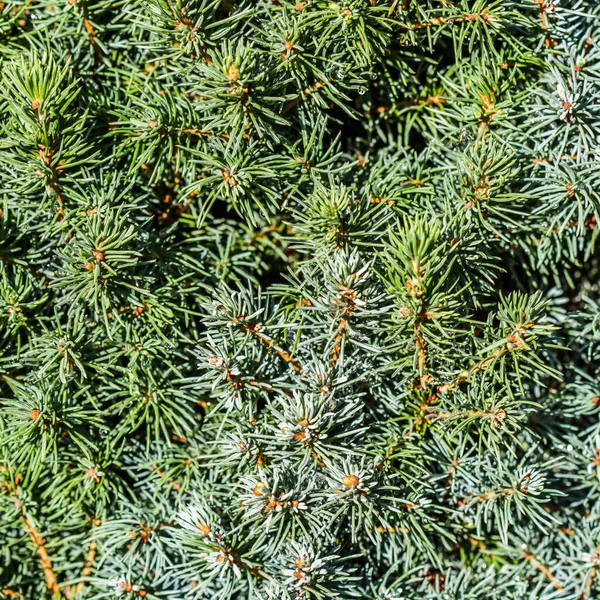 Closeup green leaves of decorative evergreen coniferous tree Canadian spruce Picea glauca with drops of water after the rain. Natural background — Stock Image Closeup Green Leaves Decorative Evergreen Coniferous Tree Canadian Spruce Picea Stock Picture