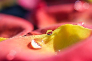 Üzerinde su damlaları olan kırmızı sarı gül yaprakları. Aromaterapi ve spa konsepti. Bulanık çiçekli doğal arkaplan