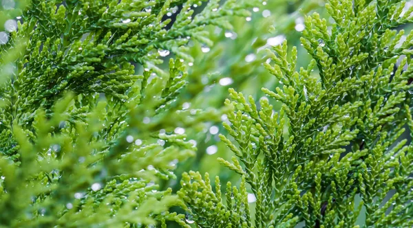 Closeup Groene Bladeren Van Groenblijvende Naaldboom Lawson Cypress Chamaecyparis Lawsoniana — Stockfoto