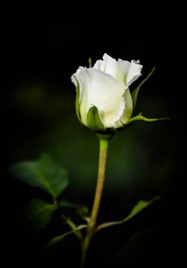 Siyah arka planda izole edilmiş güzel beyaz bir gül. Düğün, doğum günü, Sevgililer Günü, Anneler Günü için tebrik kartları için ideal.