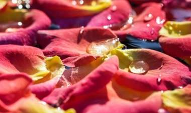 Üzerinde su damlaları olan kırmızı sarı gül yaprakları. Aromaterapi ve spa konsepti. Bulanık çiçekli doğal arkaplan