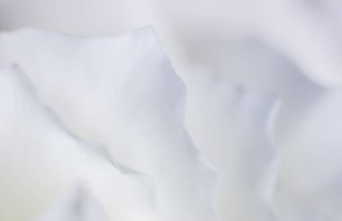 Soyut çiçek arkaplanı, beyaz gül yaprakları. Tatil tasarımı için Macro çiçek arkaplanı. Yumuşak odak.