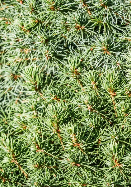 Closeup green leaves of decorative evergreen coniferous tree Canadian spruce Picea glauca with drops of water after the rain. Natural background — Stock Image Closeup Green Leaves Decorative Evergreen Coniferous Tree Canadian Spruce Picea Royalty Free Stock Images