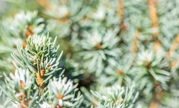 Closeup green leaves of decorative evergreen coniferous tree Canadian spruce Picea glauca with drops of water after the rain. Natural background — Stock Image Closeup Green Leaves Decorative Evergreen Coniferous Tree Canadian Spruce Picea Stock Photo