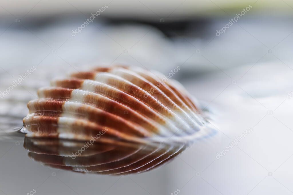 Bright colorful shell on water with reflection.