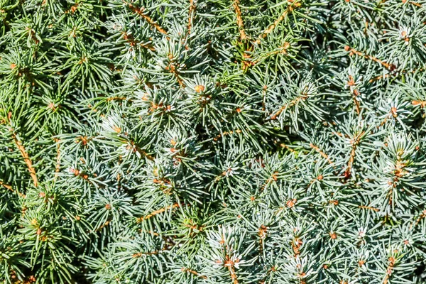 Closeup green leaves of decorative evergreen coniferous tree Canadian spruce Picea glauca with drops of water after the rain. Natural background — Stock Image Closeup Green Leaves Decorative Evergreen Coniferous Tree Canadian Spruce Picea Stock Image