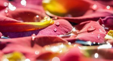 Üzerinde su damlaları olan kırmızı sarı gül yaprakları. Aromaterapi ve spa konsepti. Bulanık çiçekli doğal arkaplan