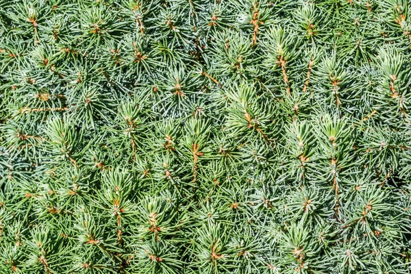 Closeup green leaves of decorative evergreen coniferous tree Canadian spruce Picea glauca with drops of water after the rain. Natural background — Stock Image Closeup Green Leaves Decorative Evergreen Coniferous Tree Canadian Spruce Picea Royalty Free Stock Images