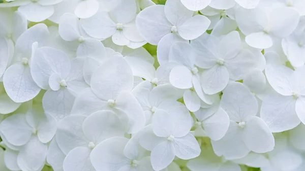 Background of white flowers. Hydrangea or hortensia in blossom.