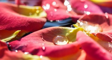 Üzerinde su damlaları olan kırmızı sarı gül yaprakları. Aromaterapi ve spa konsepti. Bulanık çiçekli doğal arkaplan