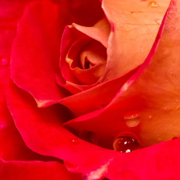 Beautiful red rose with dew drops. Perfect for greeting card background.