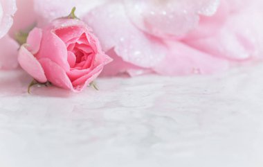 Beyaz mermer üzerinde su damlaları olan güzel pembe bir gül. Arka plan olarak kullanılabilir. Romantik stil